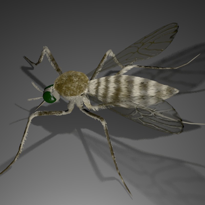 Mosquito preview image 1